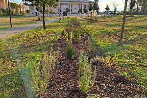 Agro Pontino più verde con LIFE BEEadapt: ad Aprilia un modello per salvare gli impollinatori