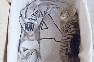 Chiuso in una busta e gettato nel secchione, gattino salvato dai volontari ES24