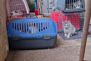 Oltre cinquanta gatti malati e segregati in una casa: il salvataggio silenzioso dei volontari