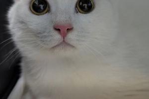 Resta coinvolta in un incidente, il gatto che era in auto scappa via