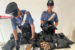 Fermato con 2,3 chili di bulbi di papavero: arrestato a Lavinio un 66enne per spaccio di oppio