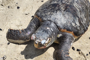 Tartaruga spiaggiata sul litorale minturnese Da accertare ancora le cause della morte