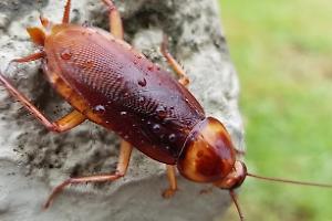 Blatte volanti, avvistamenti anche ad Aprilia