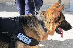 Anziano insospettabile fiutato dal cane antidroga: scatta il blitz dal carcere di Latina