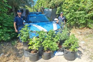 Scoperta serra di marijuana su terreno demaniale a Gaeta: due arresti