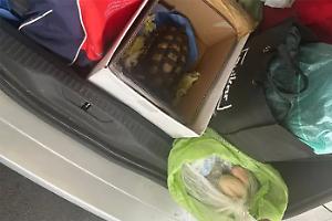 Tenta di riportarsi una tartaruga dalla Sardegna: multa salatissima