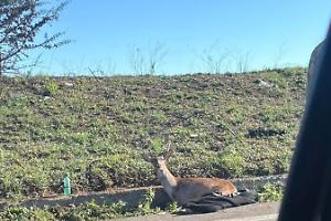 Cervo ferito sulla Pontina: chiusa una corsia verso Roma