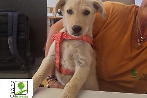 Romeo e Giulietta: i due cuccioli salvati da Cisterna Ambiente