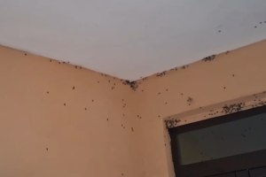 Aprilia, l'allarme dei residenti: «Siamo  ostaggi delle mosche»