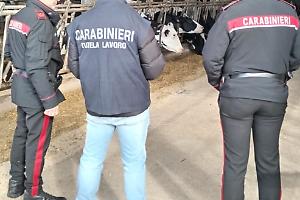 Documenti non in regola e sicurezza zero: denunciato titolare di allevamento