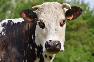 Mucca travolta da un'auto e un furgone: recuperata dal proprietario