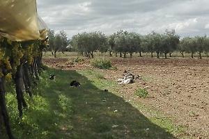 Animali da cortile sbranati: un branco di cani terrorizza aziende e allevatori