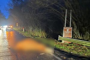 Mucca investita e uccisa ai Pratoni del Vivaro: incidente sulla strada di montagna