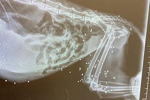 Gattina presa a fucilate ad Anzio, è in fin di vita