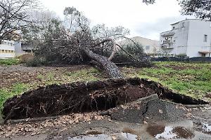 Enorme albero cede di schianto e crolla, paura nel parco Falcone e Borsellino