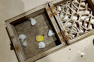 Scarcerata la pusher presa con la cocaina, ma non potrà lasciare Latina