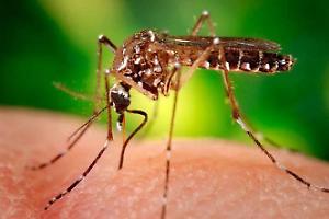 Cisterna, scatta la disinfestazione larvicida contro il West Nile