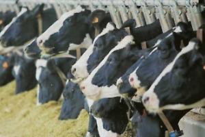 Le mucche non potevano neanche bere, ma il processo va in prescrizione