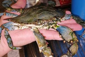 Un tavolo di lavoro per arginare la proliferazione del granchio blu