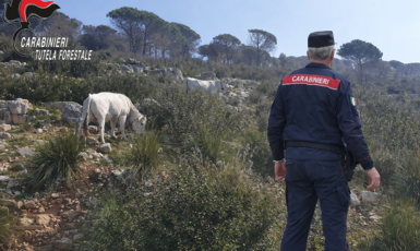 Bovini al pascolo nel bosco bruciato: scatta la multa