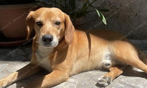 Cane e padrone aggrediti da un altro cane mentre fanno una passeggiata