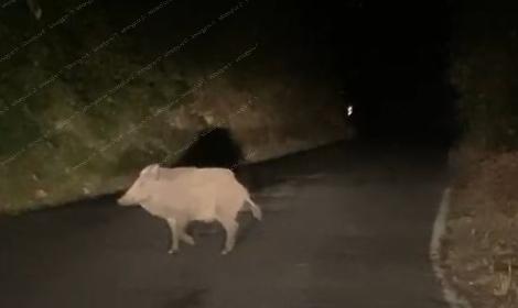 Cinghiali, continuano gli avvistamenti notturni sulle strade