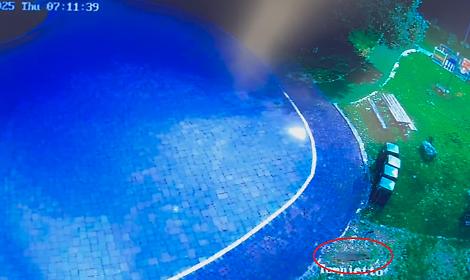 Lupo nel parco, il sindaco sconsiglia le passeggiate