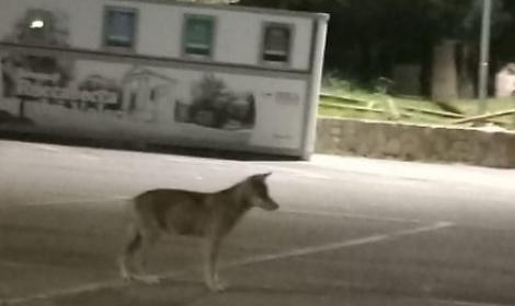 Lupi a spasso per il centro, grido d&rsquo;allarme del sindaco