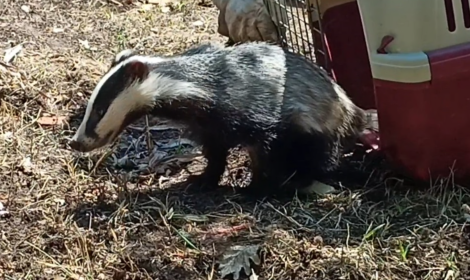 Tasso salvato dagli operatori del &ldquo;Riviera d&rsquo;Ulisse&rdquo;