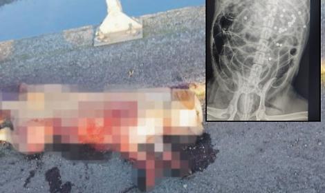 Labrador ucciso con 24 colpi di fucile