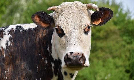 Mucca travolta da un'auto e un furgone: recuperata dal proprietario