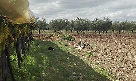 Animali da cortile sbranati: un branco di cani terrorizza aziende e allevatori