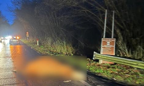 Mucca investita e uccisa ai Pratoni del Vivaro: incidente sulla strada di montagna