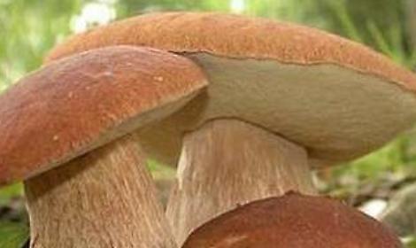 Riapre la raccolta dei funghi nel Parco del Circeo: regole stringenti per San Felice