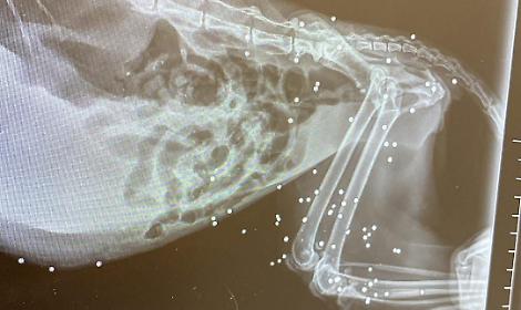Gattina crivellata da pallini ad aria compressa ad Anzio