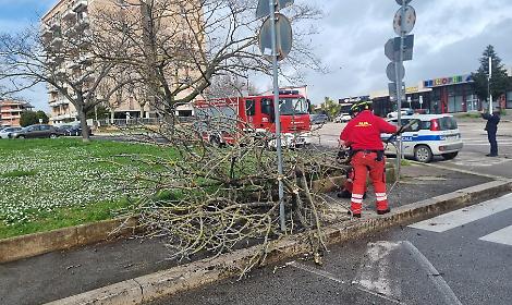 Aprilia, vento e pioggia, abbattuti altri alberi