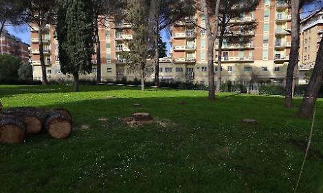 Alberi morti e malati nel parco Falcone e Borsellino, abbattuti 25 pini