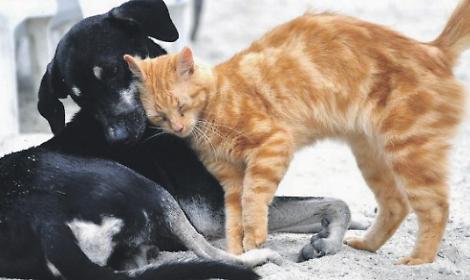 "Ora un Pet cemetery"