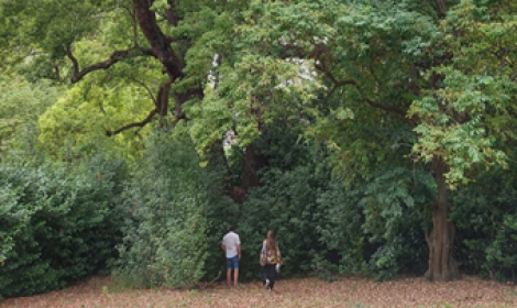 Verde urbano a Terracina, il WWF: &ldquo;Piantare alberi non pu&ograve; essere uno spot elettorale&rdquo;