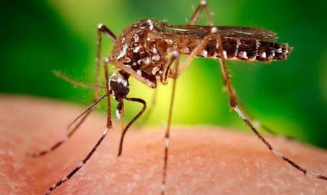 West Nile, la ASL attiva la task force: &ldquo;Massimo impegno per contenere il virus&rdquo;