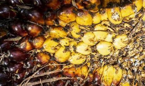 Olio di palma, la sostenibilit&agrave; &egrave; un fatto e riconquista i consumatori