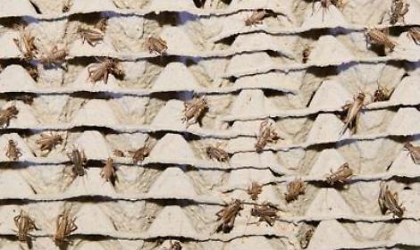 Alimenti: Ue, ok a grillo domestico come 'nuovo cibo'