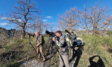 Aquile reali in volo sui Monti Aurunci