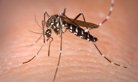 West Nile, altre 5 infezioni in provincia: il contagio sale a 26 casi totali