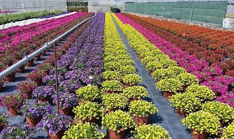 Coronavirus, filiera florovivaistica in ginocchio: l'appello di Confagricoltura