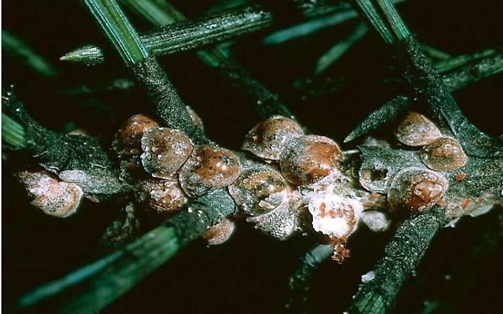 Cocciniglia distrugge la pineta di Anzio: oltre duemila alberi da abbattere