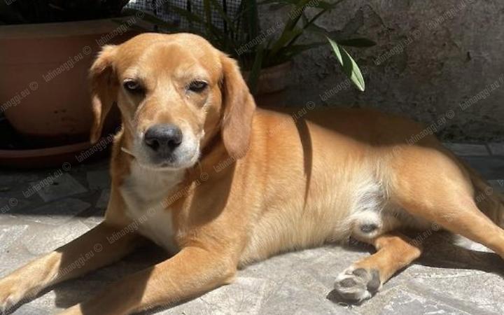 Cane e padrone aggrediti da un altro cane mentre fanno una passeggiata