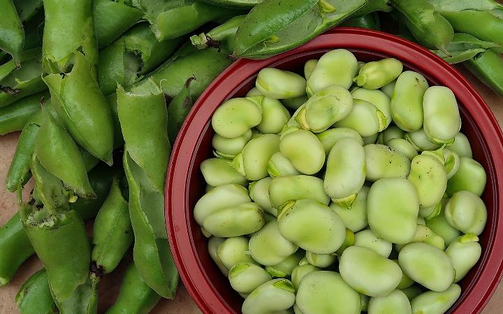 Stop alle coltivazioni di fave e piselli vicino a scuole e case per rischio favismo