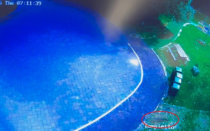 Lupo nel parco, il sindaco sconsiglia le passeggiate