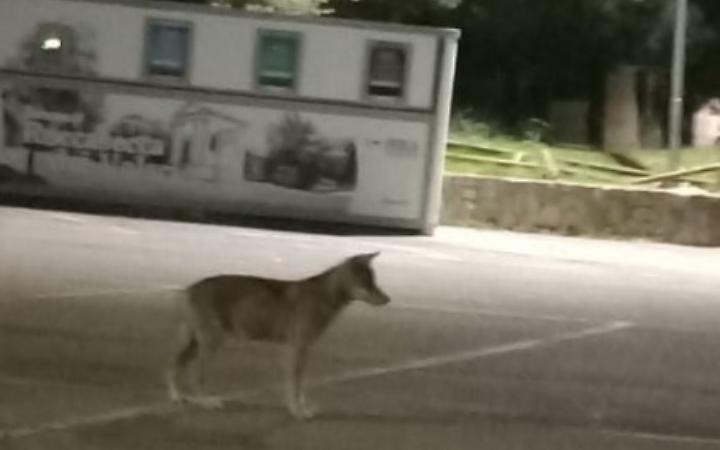 Lupi a spasso per il centro, grido d&rsquo;allarme del sindaco